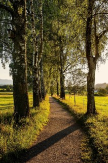 Path with birch avenue