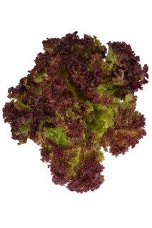 Oak leaf lettuce