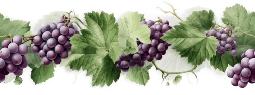Seamless tileable watercolor row of fresh grapes on the vine on a white background