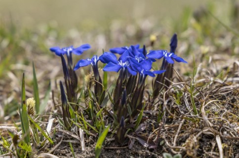 Snow gentian