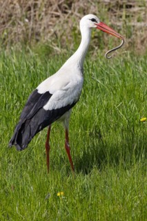 White stork