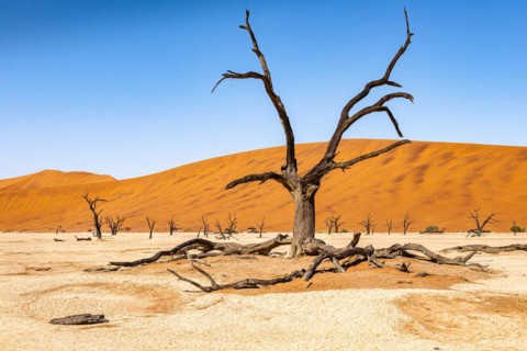 Dead camelthorn tree