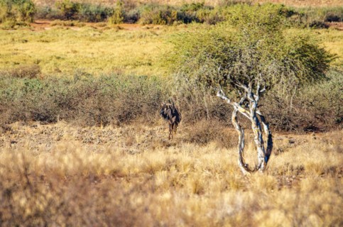 Blue wildebeest
