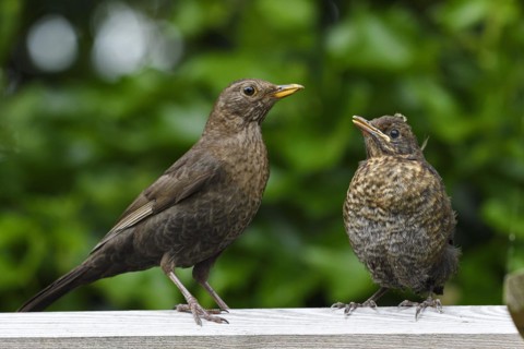 Blackbird