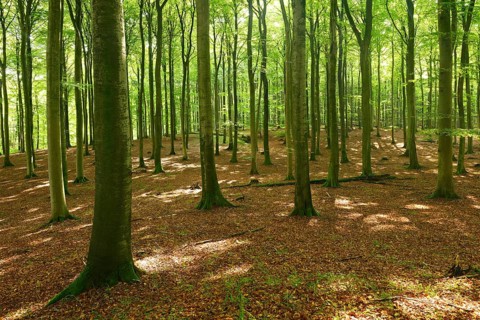 Sunny hall-like semi-natural beech forest