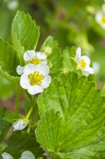 Strawberry blossom