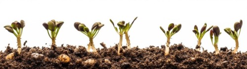 Seamless tileable cross section row of budding sprouts of new growth out of soil on a white background