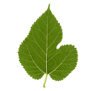 White mulberry