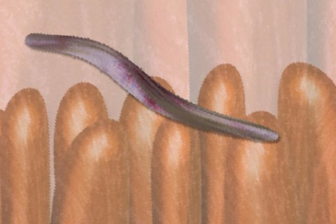 Illustration of bacteria on intestinal villi in the intestine The health-promoting intestinal bacteria produce