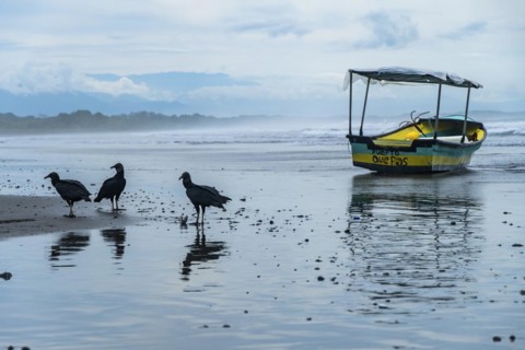 Black vultures feeding on the seashore