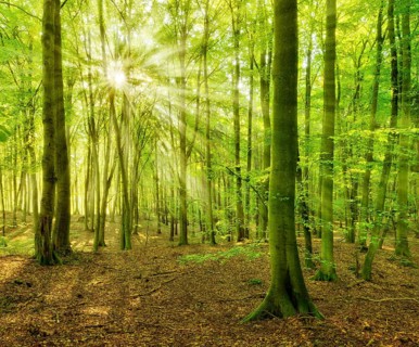 Untouched beech forest flooded with light