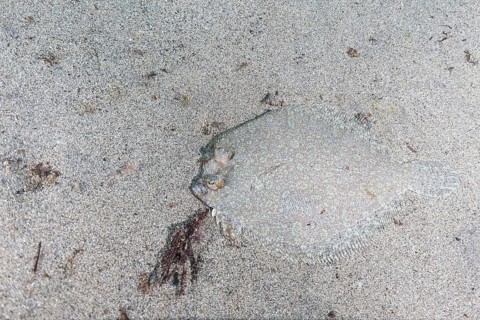 Wide-eyed flounder