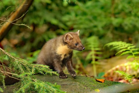 European pine marten