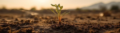 Row of budding sprouts out of moist soil