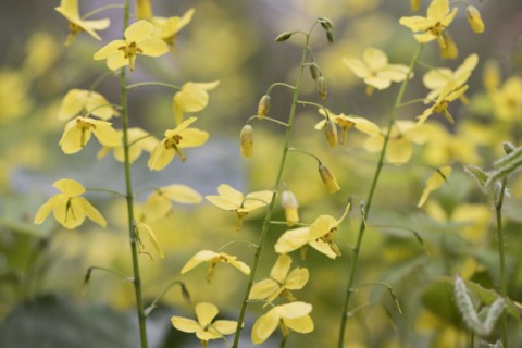 Elfflower