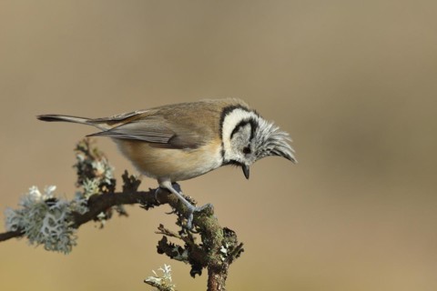 Crested tit