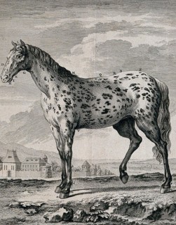 A spotted horse