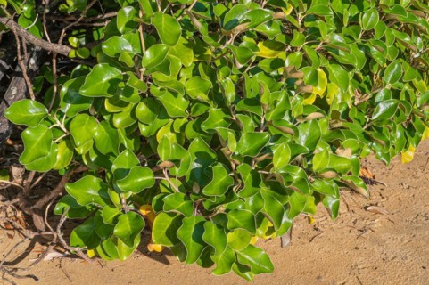 Kapuka shrub