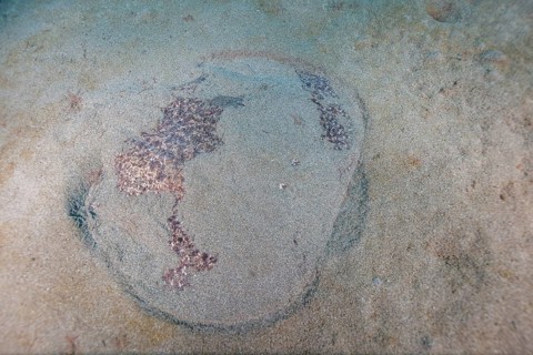 Marbled electric ray