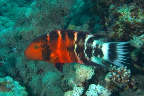 Red-breasted wrasse