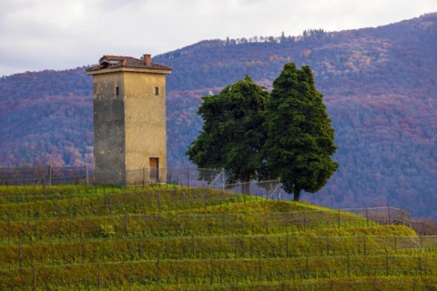 Vineyard in Collina d'oro with Mountain in Lugano