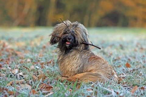 Dog