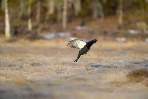 Black grouse