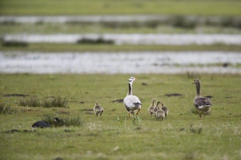 Indian Bar-headed Goose