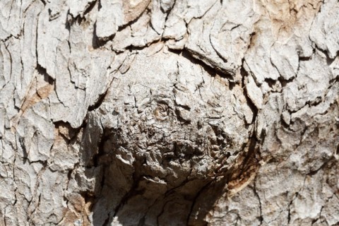 Tree trunk with bark and burl
