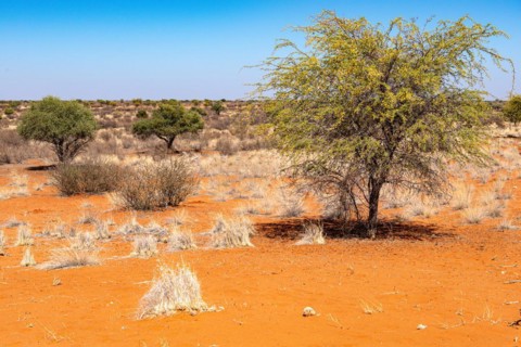 Kalahari Anib Lodge