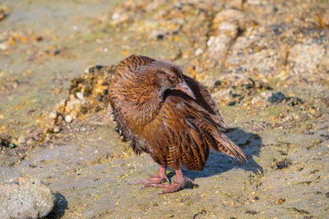 Weka