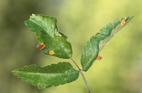 Rust fungus