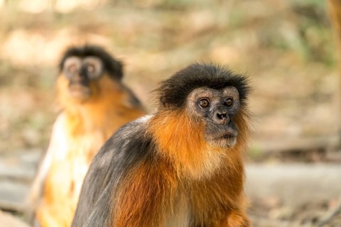 Temminck's red colobus