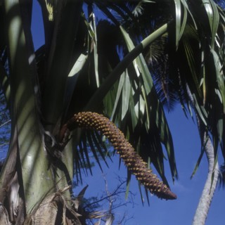 Valee du Mai