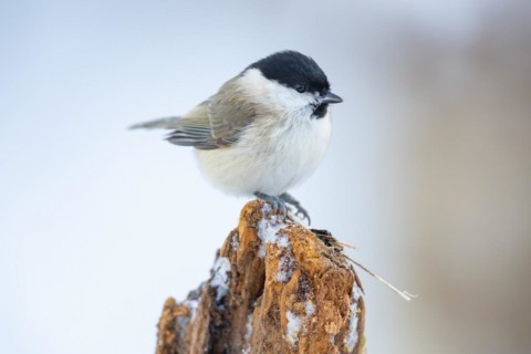Marsh Tit