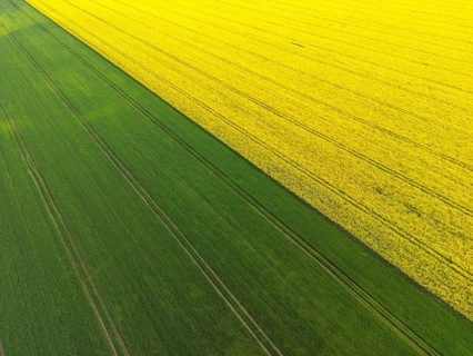 Aerial photograph of a rape field in the afternoon