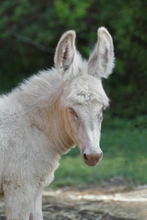 Austrian Hungarian white donkey or baroque donkey