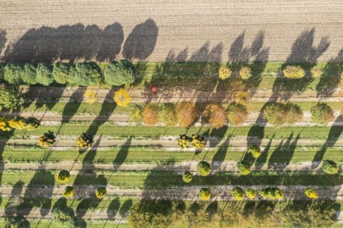 Tree nursery