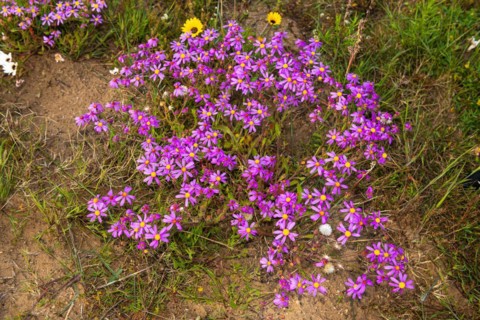 Veld Cineraria
