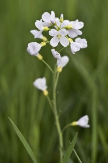 Cuckoo flower