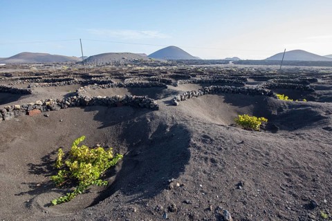 Vineyards in front of the Juan Bello Volcano