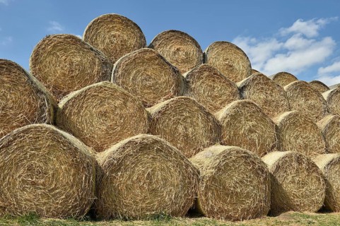 Round bales stored in a field after harvest
