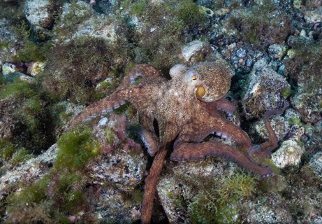 Common octopus