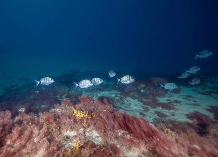 Cadenats goatfish