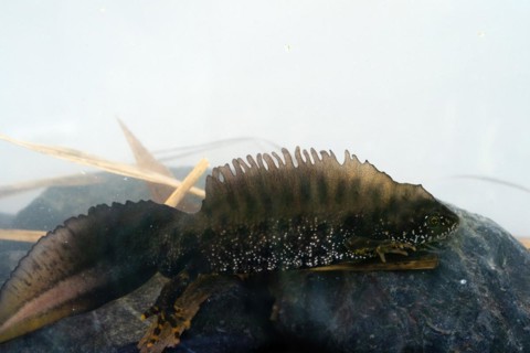 Northern crested newt