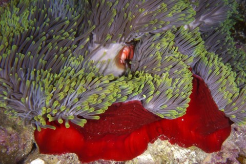 Magnificent sea anemone