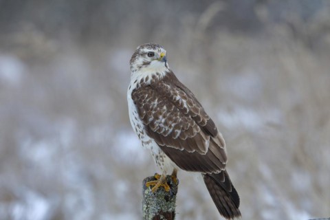 Common steppe buzzard