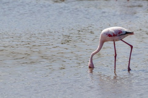 Lesser Flamingos