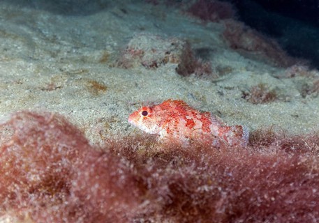 Madeira rockfish
