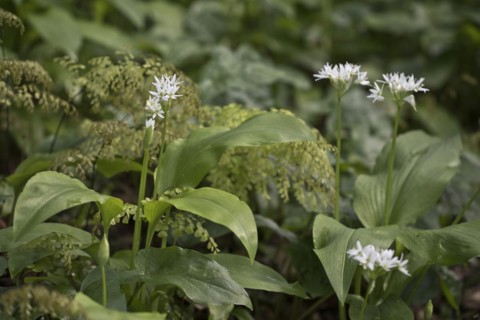 Ramson